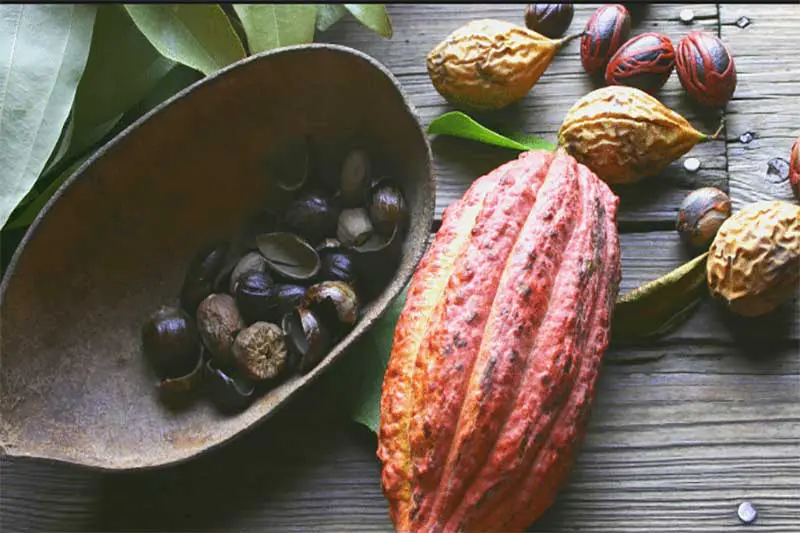 Working at a Grenada nutmeg plantation isn't all that locals do Nutmeg plantations in Grenada