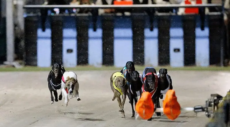 Greyhound Racing Betting