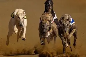 Florida greyhounds