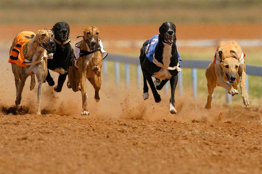 Greyhound racing news